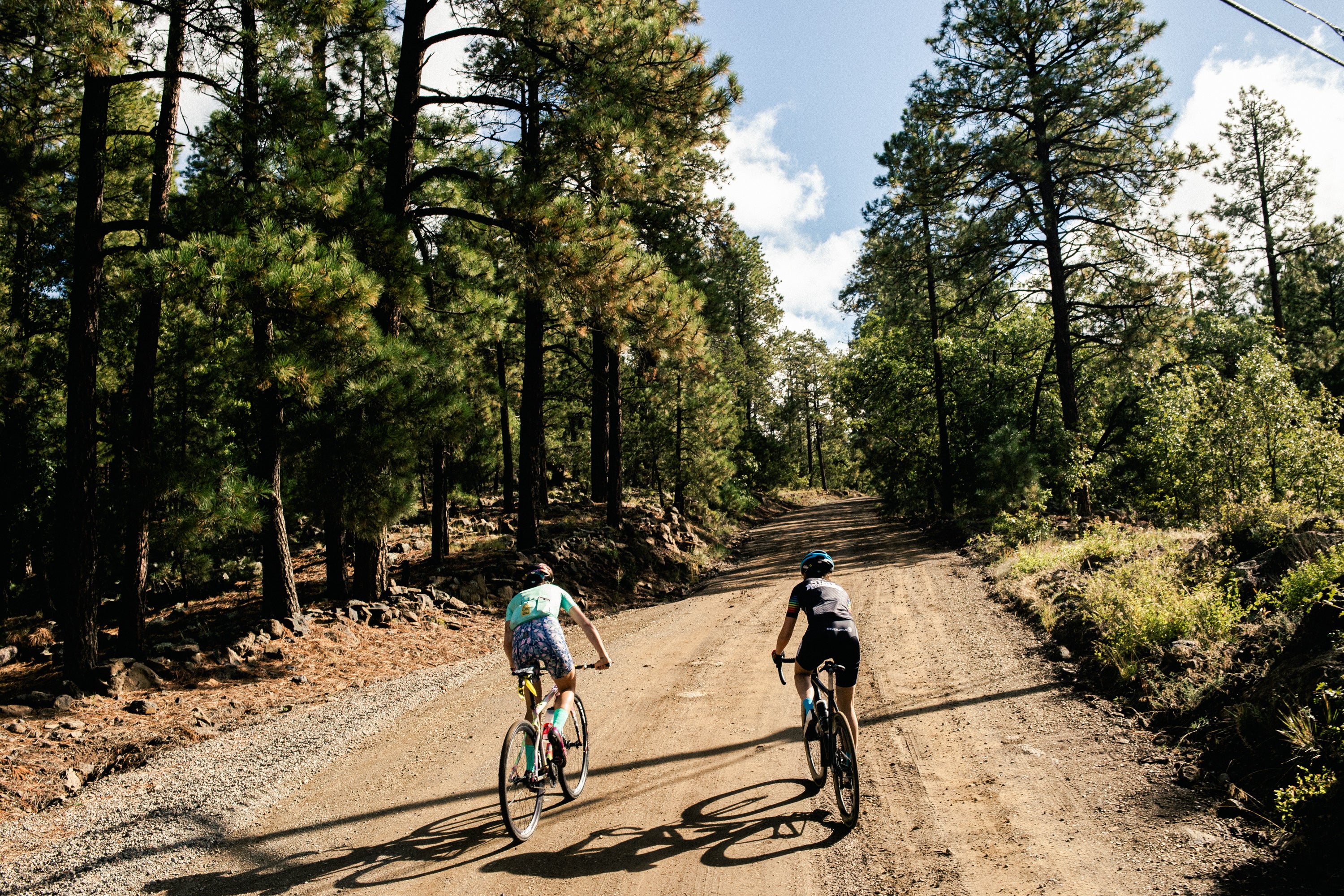 Two riders riding in a pine forest